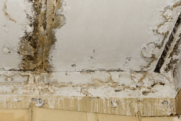 Best Basement Mold Removal  in Surrey, ND